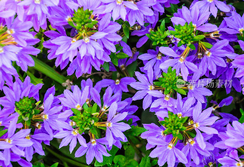 扇花 (Scaevola aemula)